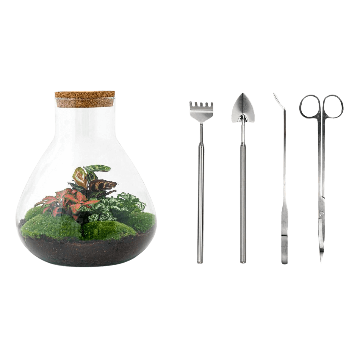 Sam XL Rood Terrarium