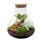 Sam XL Rood Terrarium