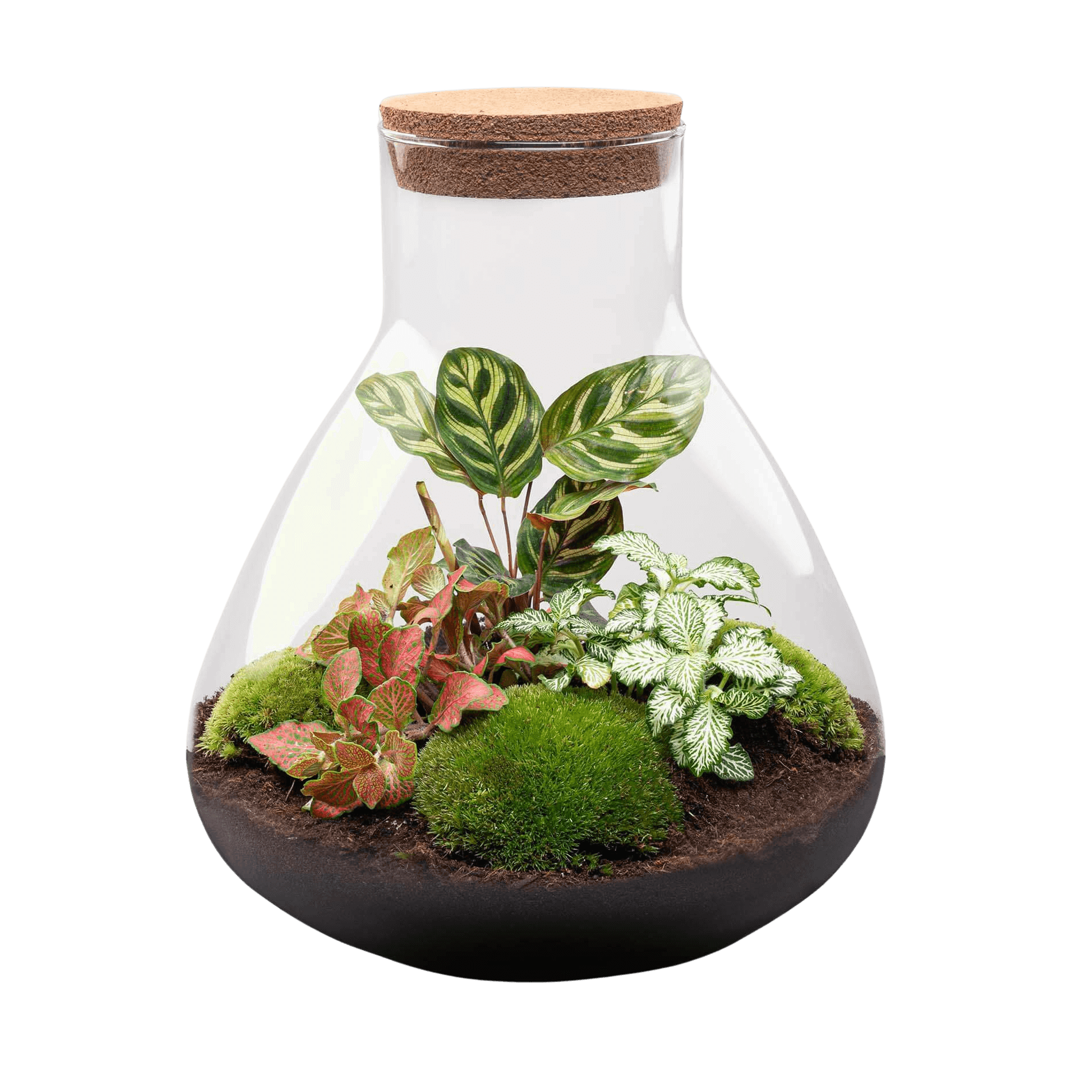 Sam XL Rood Terrarium