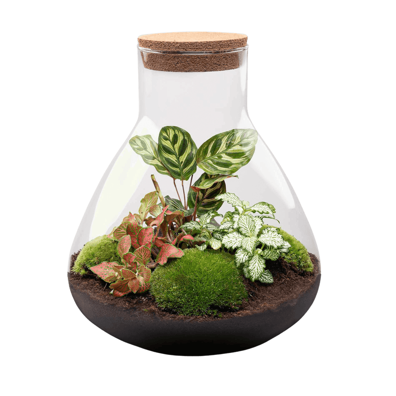Sam XL Rood Terrarium
