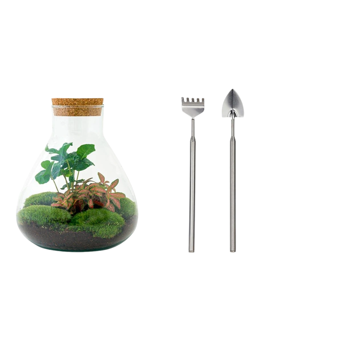 Sammie Coffea Terrarium