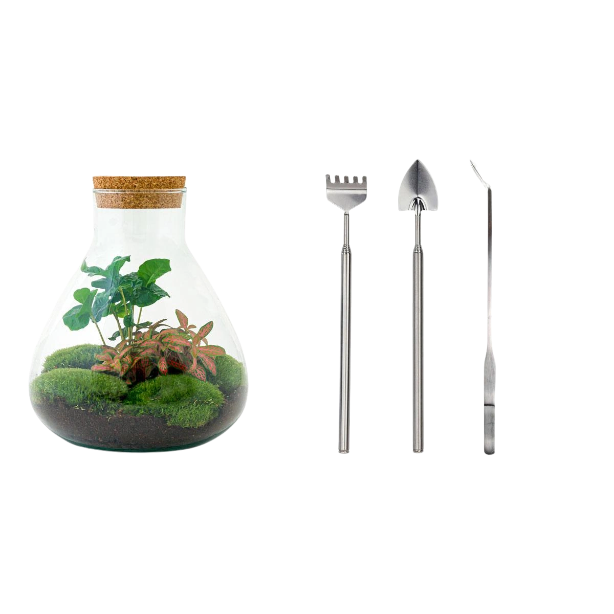 Sammie Coffea Terrarium