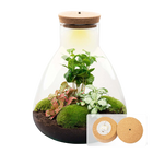 Sammie Coffea Terrarium