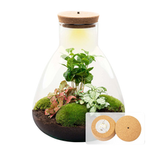 Sammie Coffea Terrarium