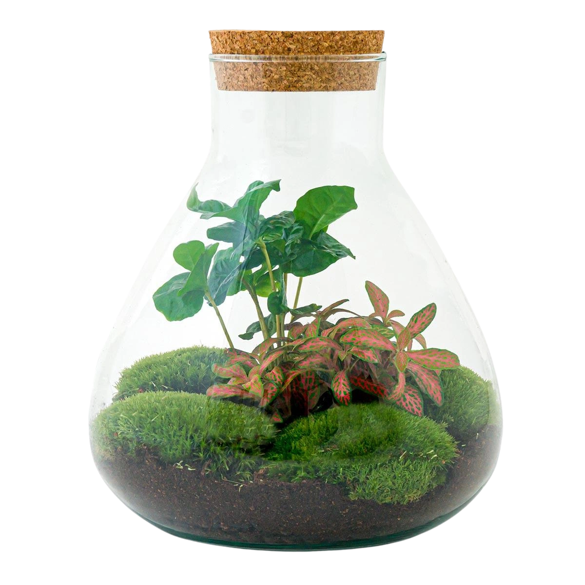 Sammie Coffea Terrarium
