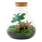 Sammie Coffea Terrarium