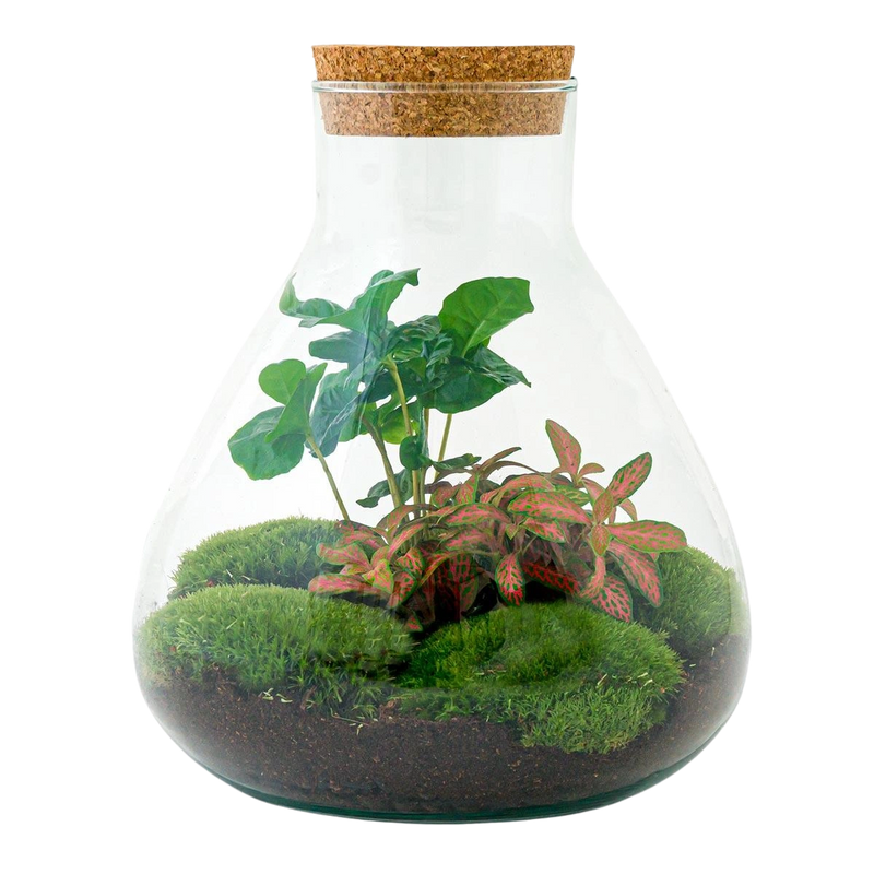 Sammie Coffea Terrarium