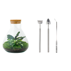 Sammie Terrarium