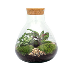 Sammie Terrarium