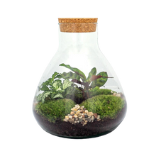 Sammie Terrarium