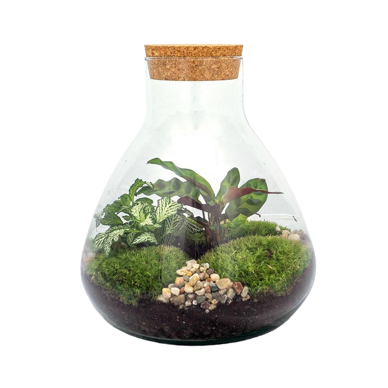 Sammie Terrarium