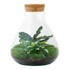 Sammie Terrarium