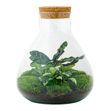 Sammie Terrarium