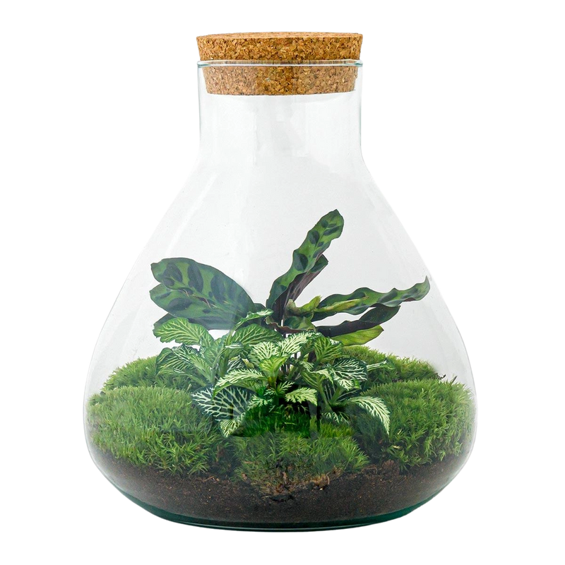Sammie Terrarium