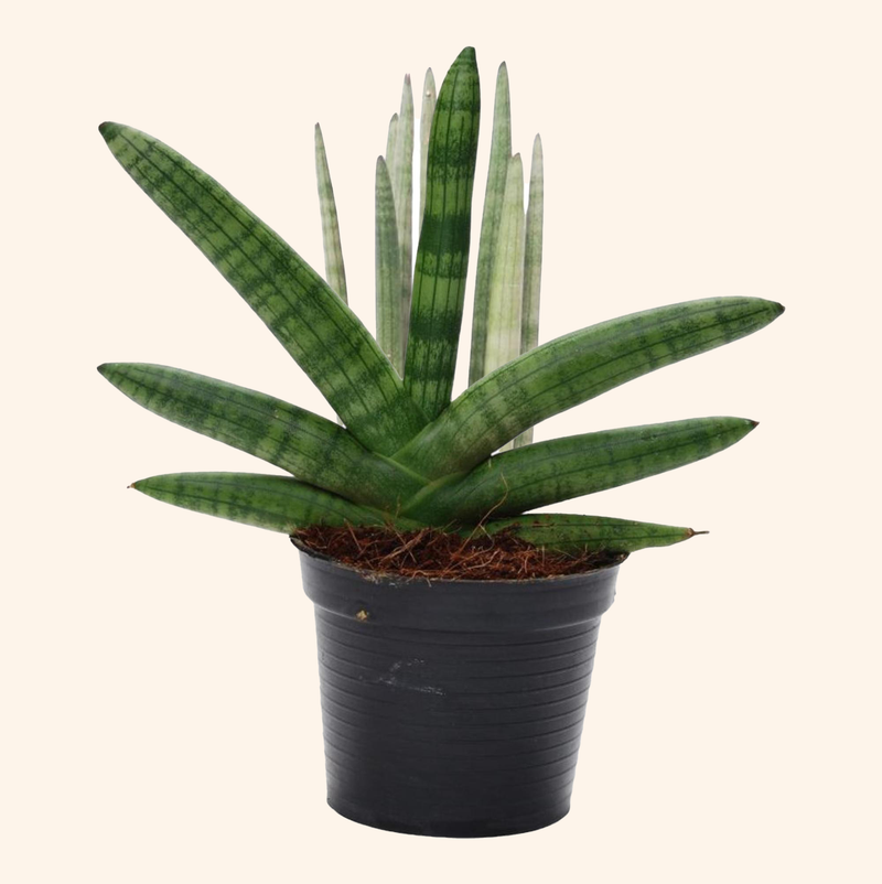 Sansevieria Skyline