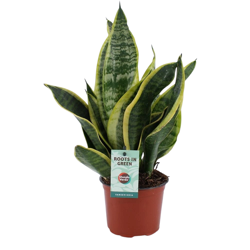 Sansevieria Futura Superba