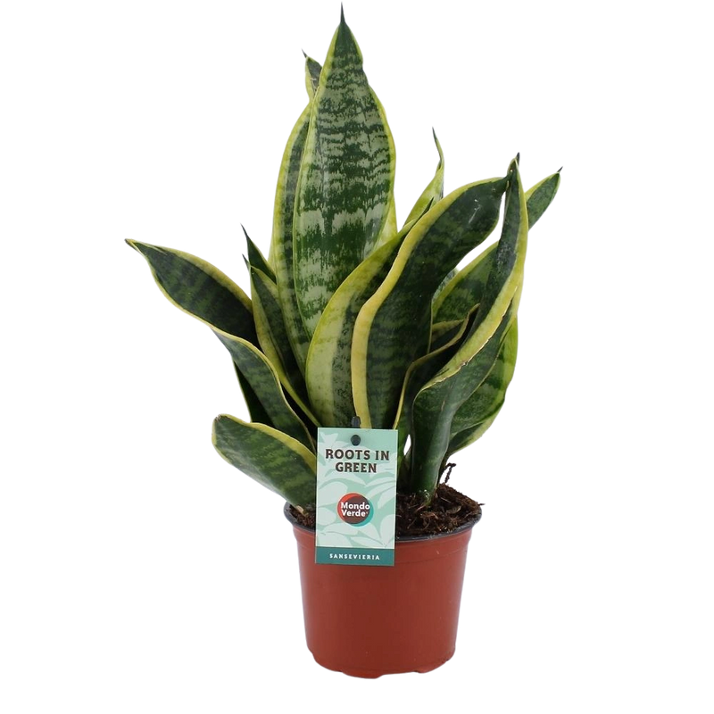 Sansevieria Futura Superba