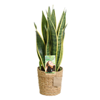 Sansevieria Laurentii – Inclusief Mand