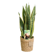 Sansevieria Laurentii – Inclusief Mand