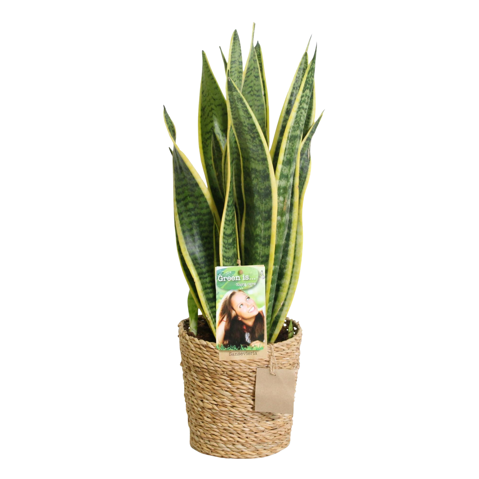 Sansevieria Laurentii – Inclusief Mand