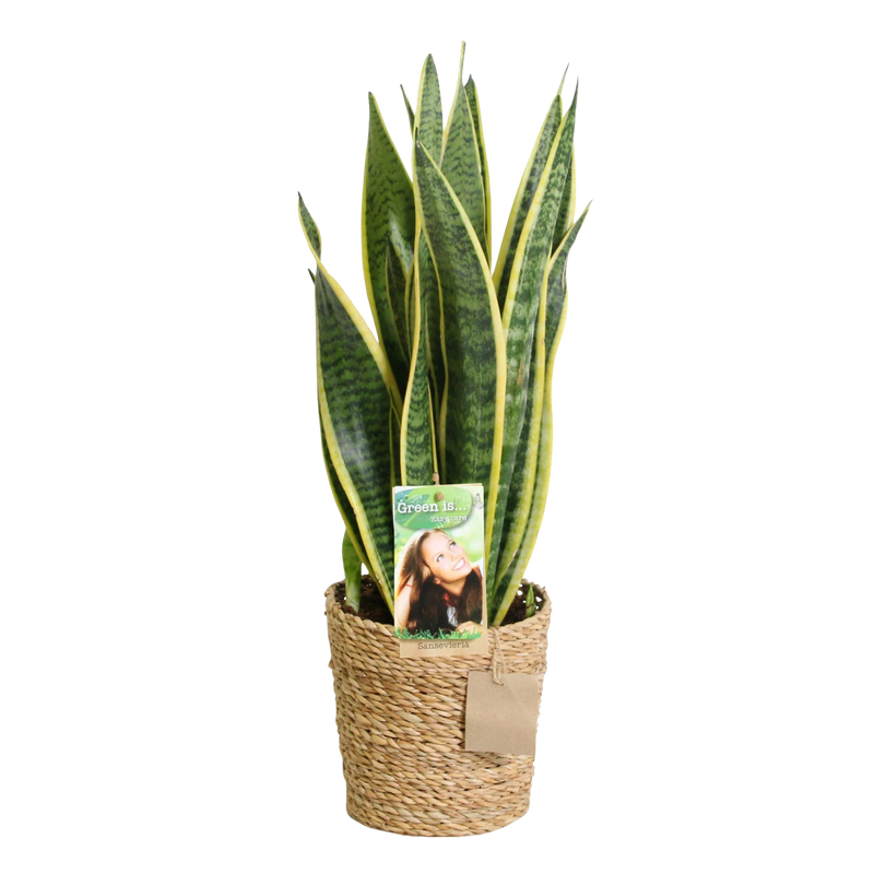 Sansevieria Laurentii – Inclusief Mand