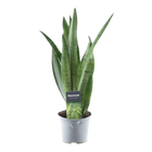 Sansevieria Spearmint