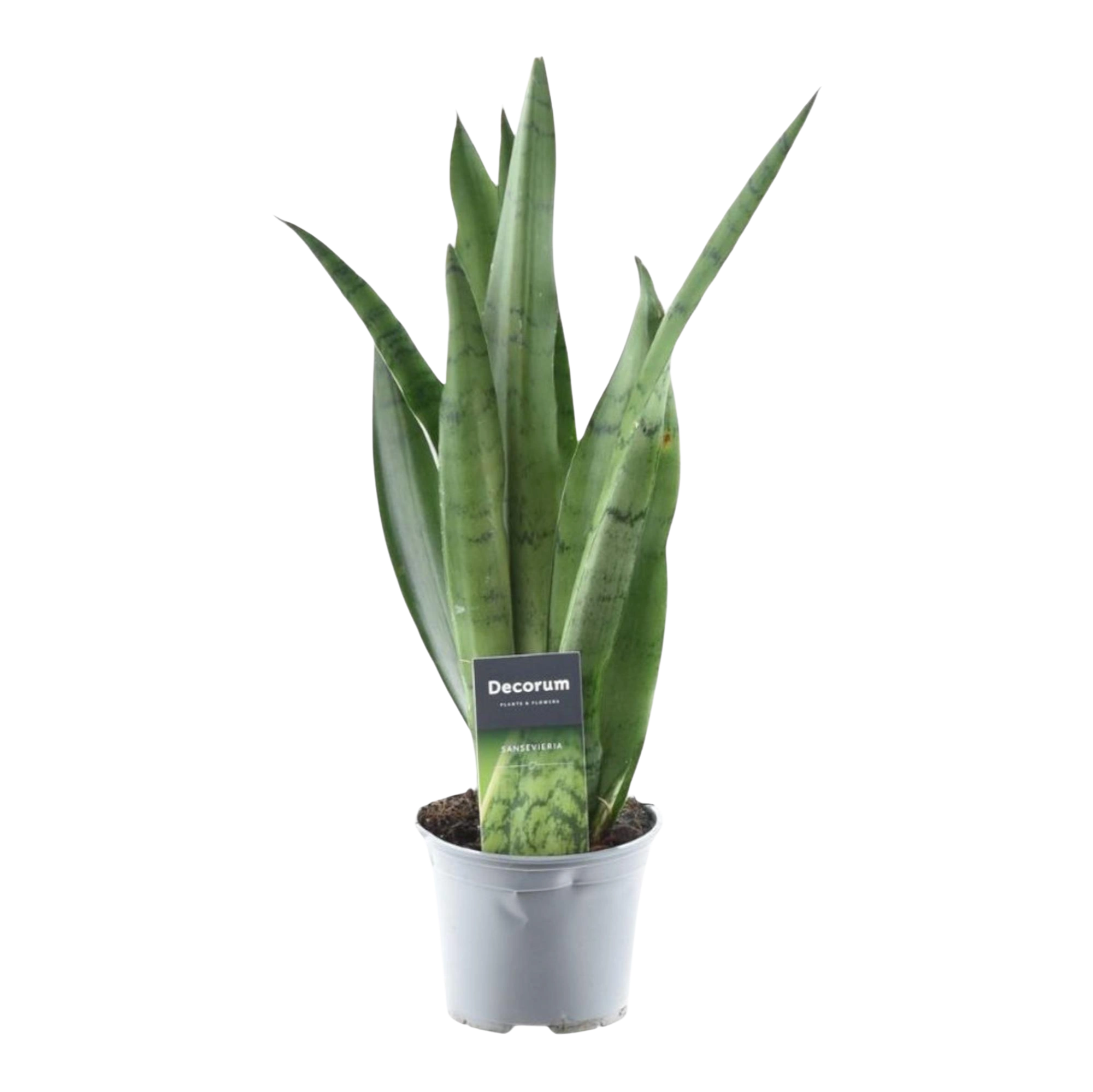 Sansevieria Spearmint