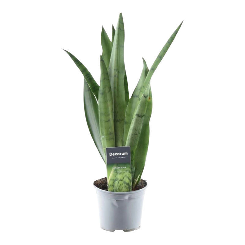 Sansevieria Spearmint