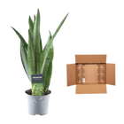 Sansevieria Spearmint