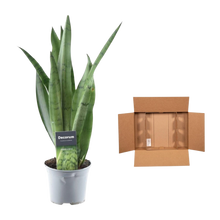 Sansevieria Spearmint