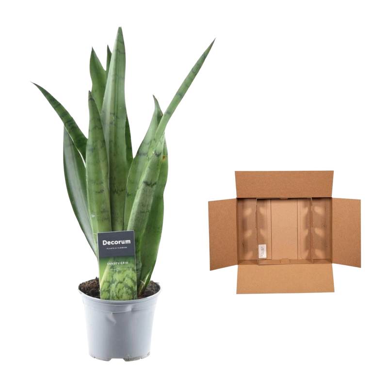 Sansevieria Spearmint