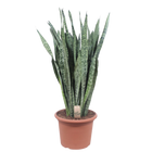Sansevieria Zeylenica
