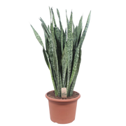 Sansevieria Zeylenica