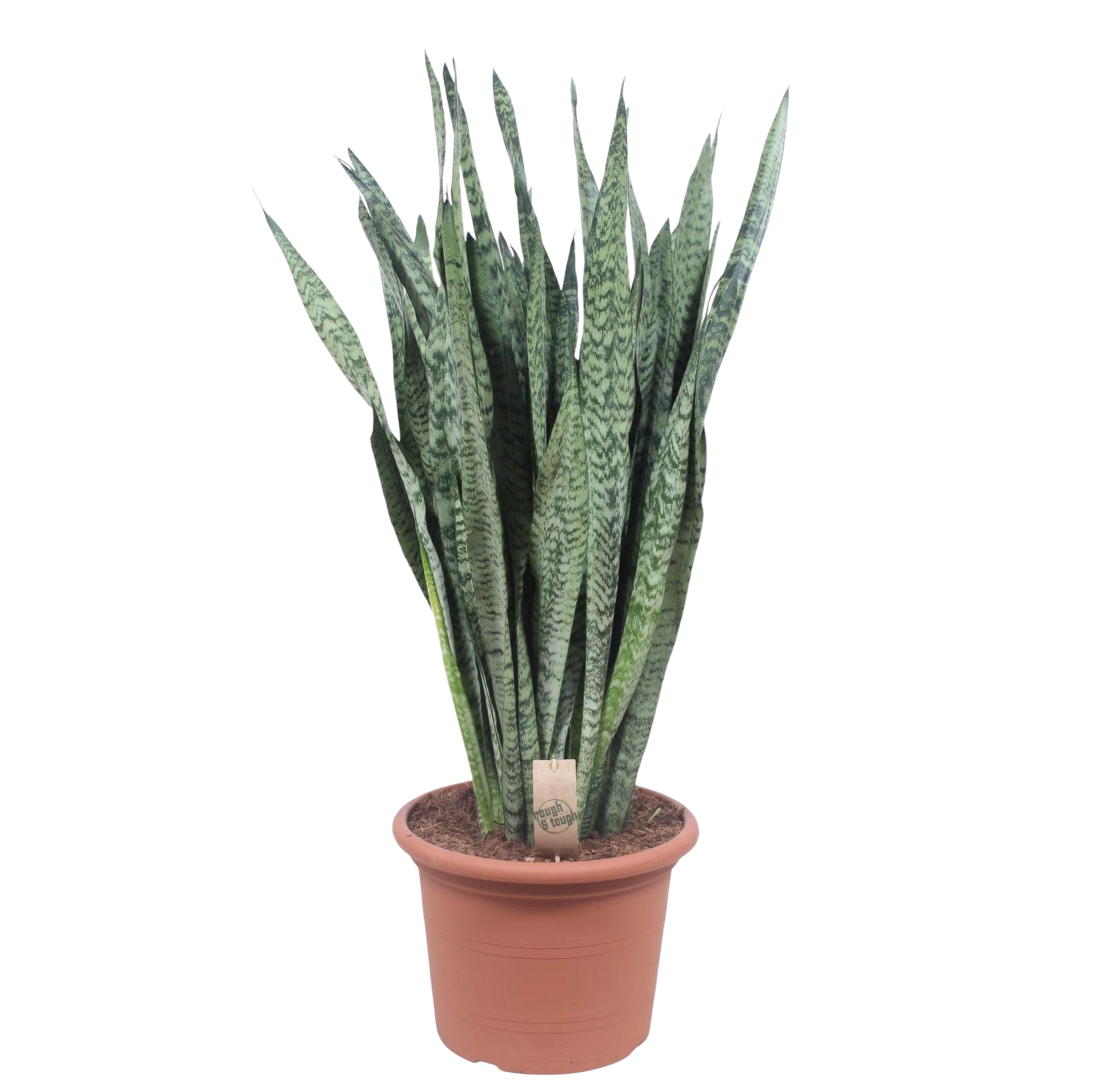 Sansevieria Zeylenica