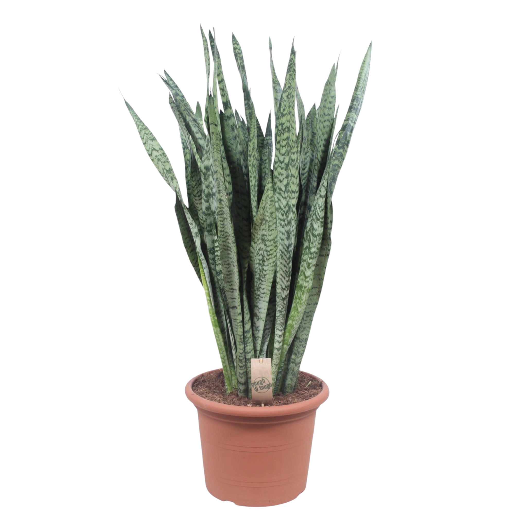 Sansevieria Zeylenica