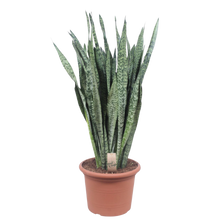 Sansevieria Zeylenica