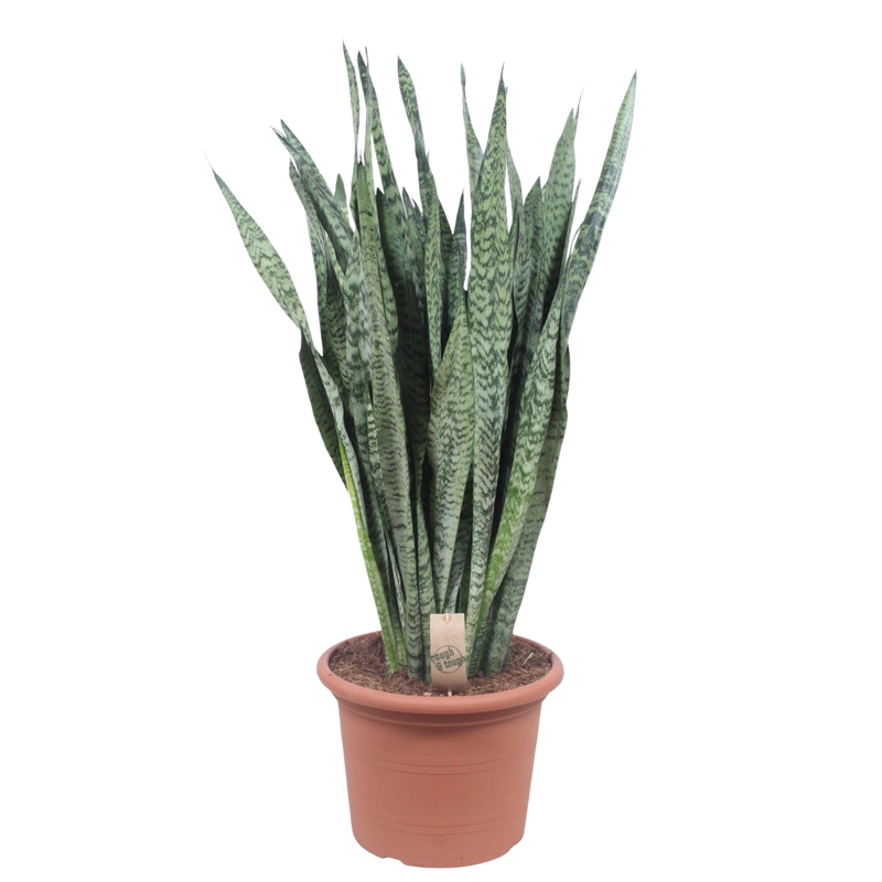 Sansevieria Zeylenica