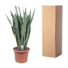 Sansevieria Zeylenica
