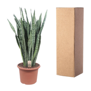 Sansevieria Zeylenica