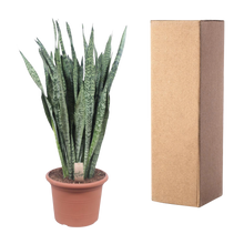 Sansevieria Zeylenica