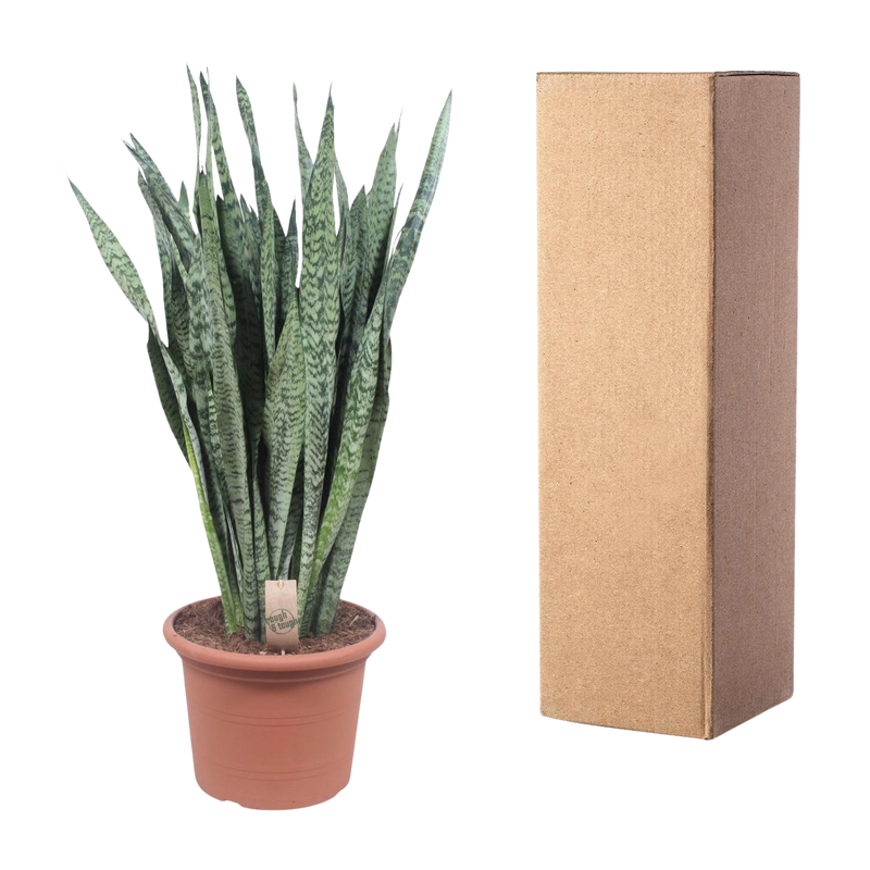 Sansevieria Zeylenica