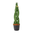 Sansevieria cylindrica 'Twist'