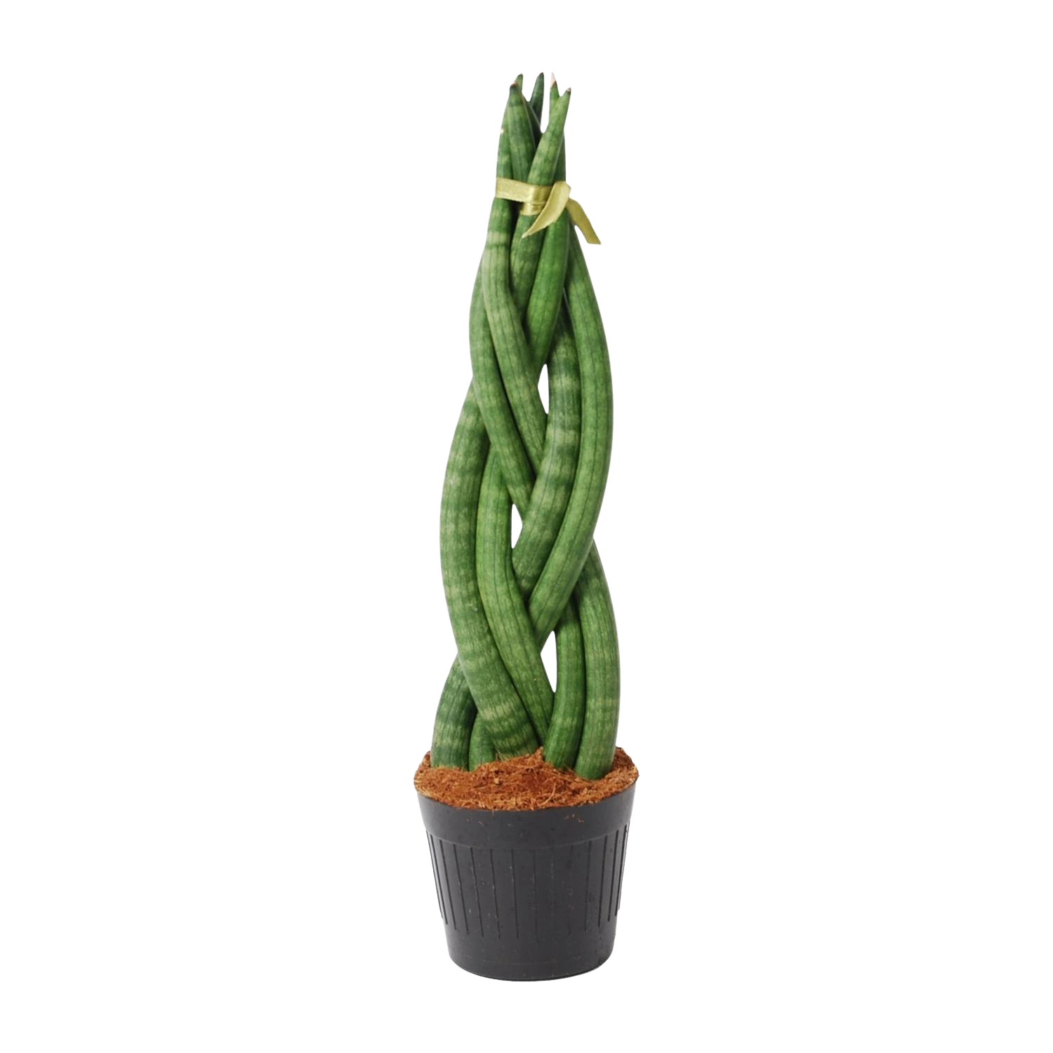 Sansevieria cylindrica 'Twist'