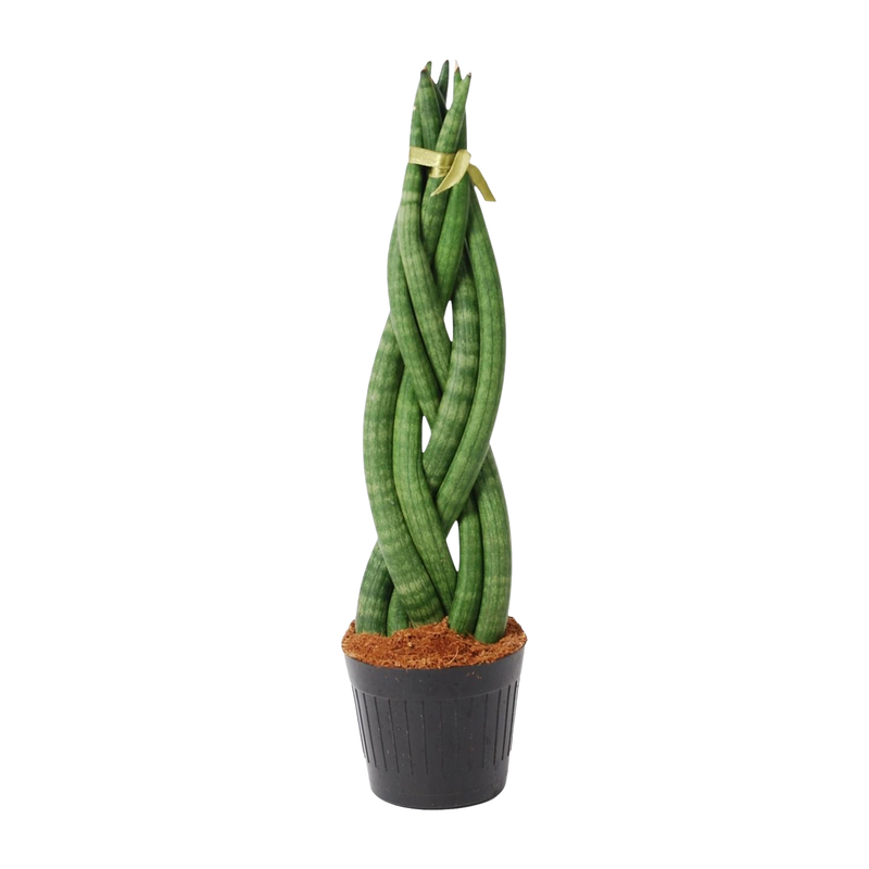 Sansevieria cylindrica 'Twist'