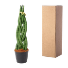 Sansevieria cylindrica 'Twist'