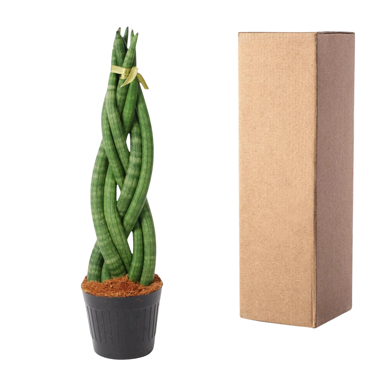 Sansevieria cylindrica 'Twist'