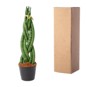 Sansevieria cylindrica 'Twist'