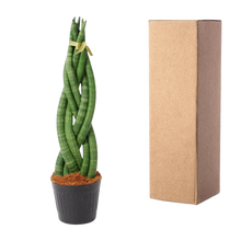 Sansevieria cylindrica 'Twist'