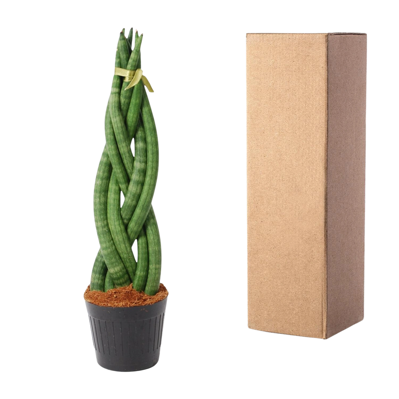Sansevieria cylindrica 'Twist'