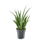 Sansevieria kirkii 'Friends'